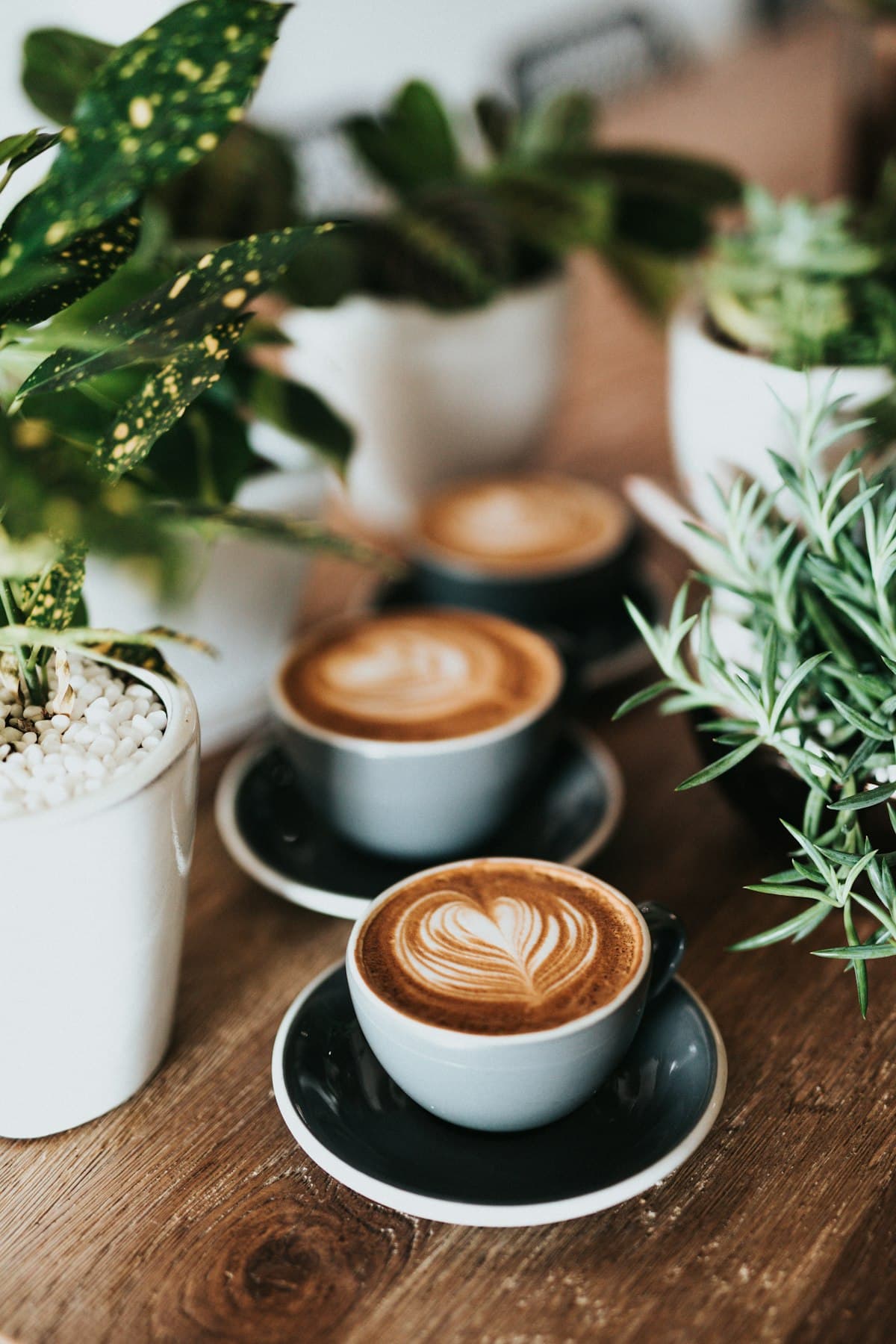 Dineen Coffee Co.